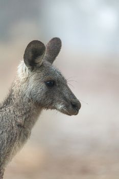 Kangaroo in the fog of early morning, dew drops on its whiskers