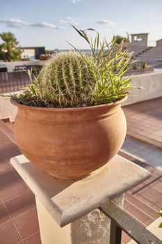 Cactus in pot used as an ornamental plant in a garden