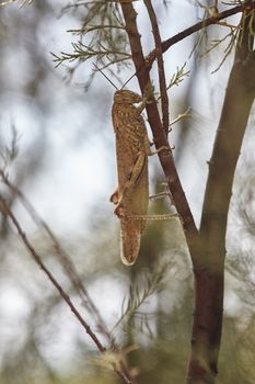 Grasshopper in nature posed in a tree