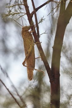 Grasshopper in nature posed in a tree