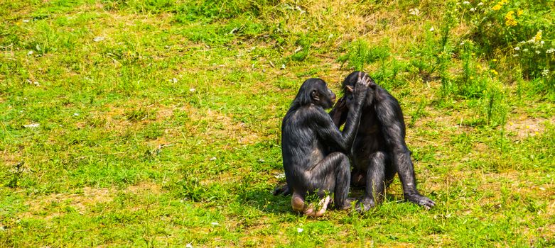 bonobo couple grooming, human apes, pygmy chimpanzees, Social primate behavior, endangered animal specie from Africa