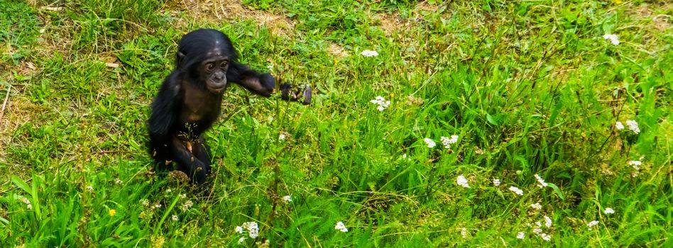 bonobo infant walking through te grass, pygmy chimpanzee baby, human ape, Endangered primate specie from Africa