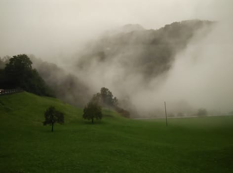 a green meadow during rainy season