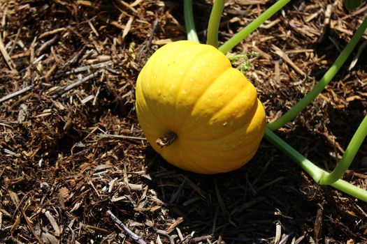 The picture shows pumpkins in the garden.