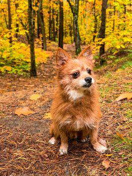 red dog, like a fox sitting on the yellow fallen leaves. On a blurred background of autumn trees with yellow leaves.