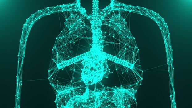 Anatomy human body model with connection dots, 3d rendering background, part of human body model with organ system, medical concept