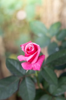 Roses in the garden, Roses are beautiful with a beautiful sunny day.