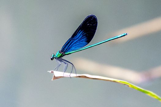 The beautiful damselfly of Lobo in Guangxi, China.