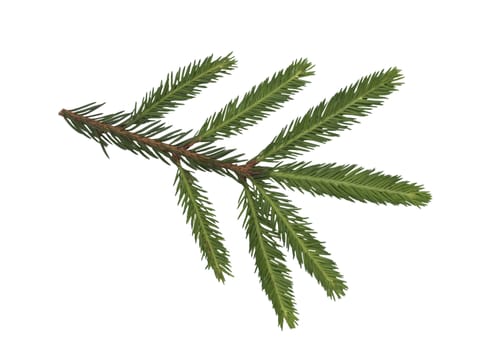 Closeup of fir branch isolated on a white background