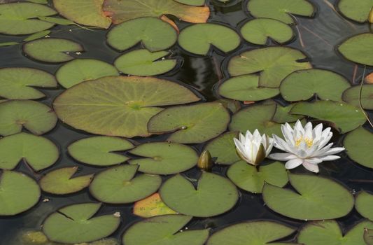 Water lillies blooming in a pond in spring time