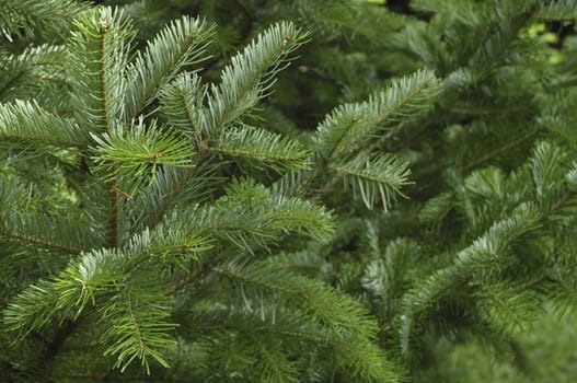 Spruce tree branches close-up. Christmas background.