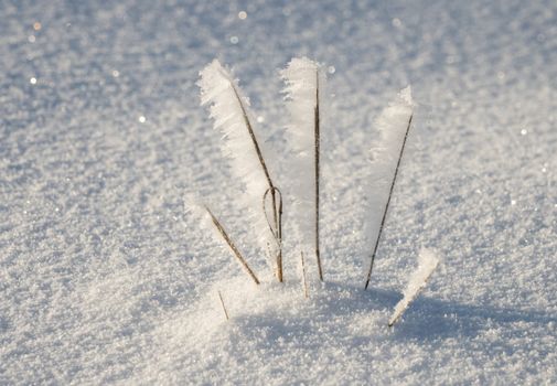 Grass branches in winter with frozen ice crystal in a cold winter day.