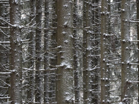 Trees covered with frost and snow in a cold winter day.