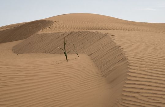 Hot and windy day in the desert. The soft curves of yellow sand dunes.