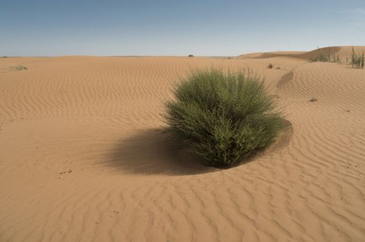 Hot and windy morning in the desert. The soft curves of yellow sand dunes.