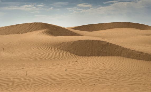 Hot and windy morning in the desert. The soft curves of yellow sand dunes. 