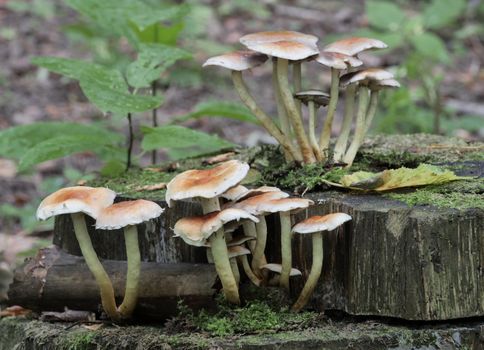 Mushrooms growing on a tree trunk covered by moss in the autumn forest.
