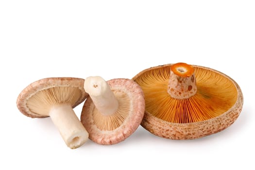 edible mushrooms, Lactarius torminosus and Lactarius deliciosus, isolated on white background
