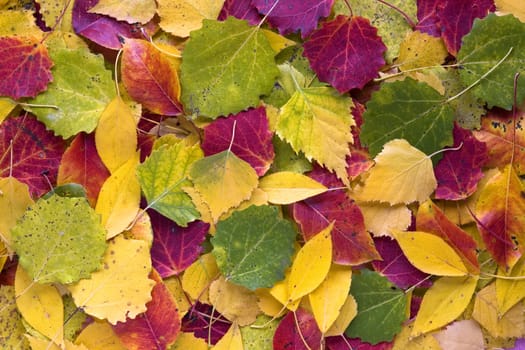 background of the different colorful  autumn leaves 