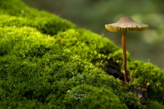  mushroom growing from tree, Мусепа haematopus