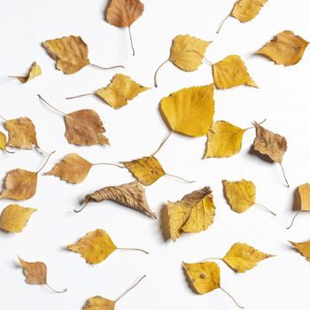 dry autumn leaves on a white surface