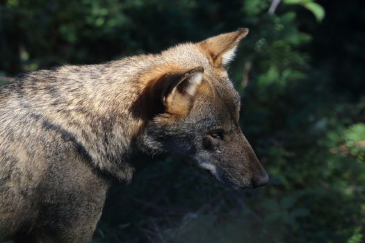 The wolves in the wildlife area of Civitella Alfedena