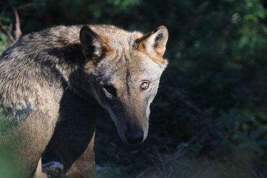 The wolves in the wildlife area of Civitella Alfedena