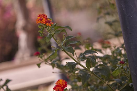 Mediterranean red flower in macro shooting