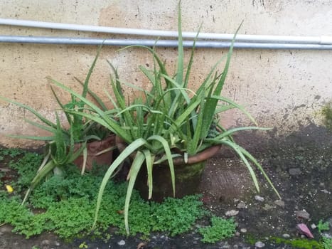 green cactus in a flower pot