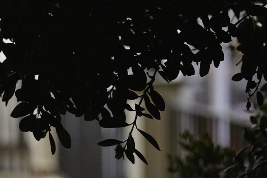 Silhouette of leaves from Sicily