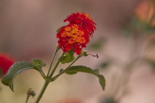 Mediterranean red flower in macro shooting