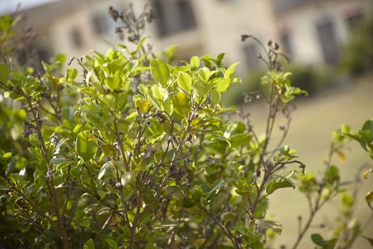 Mediterranean Foliage in afternoon