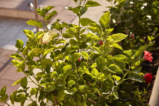 Mediterranean Foliage in afternoon