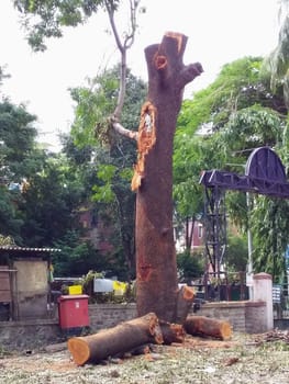 the devastation due to cutting of a tree