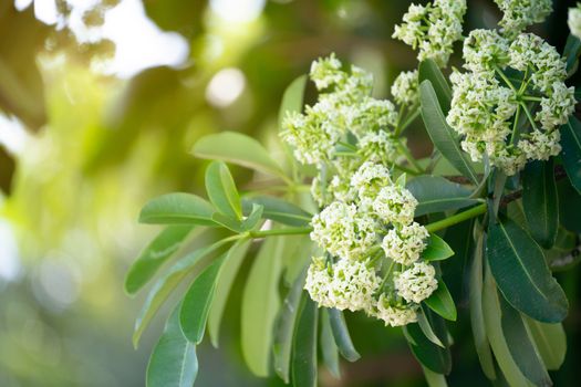 Devil tree or blackboard Tree ( Alstonia scholaris ) with flowers have a pungent smell