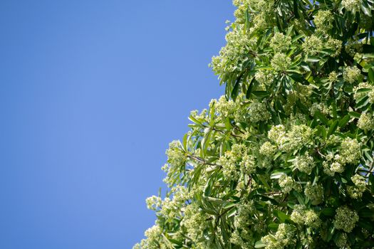 Devil tree or blackboard Tree ( Alstonia scholaris ) with flowers have a pungent smell