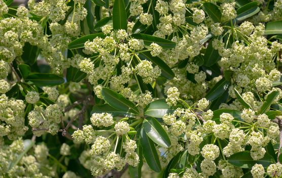 Devil tree or blackboard Tree ( Alstonia scholaris ) with flowers have a pungent smell