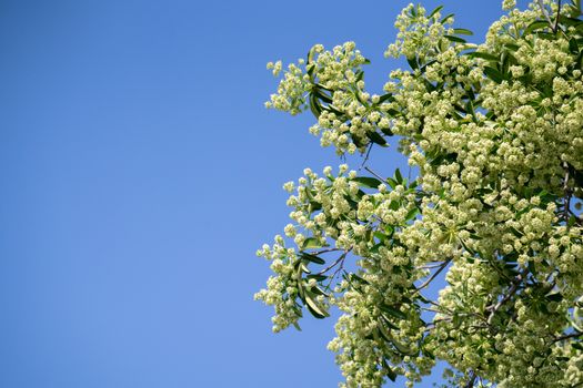 Devil tree or blackboard Tree ( Alstonia scholaris ) with flowers have a pungent smell