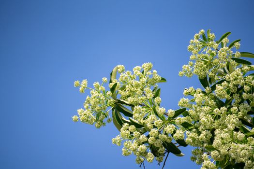 Devil tree or blackboard Tree ( Alstonia scholaris ) with flowers have a pungent smell