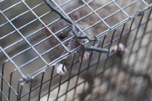 Rat in a trap cage in countryside