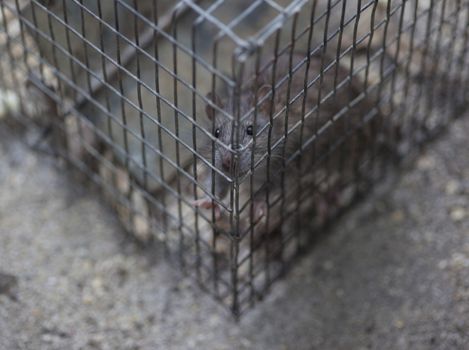 Rat in a trap cage in countryside