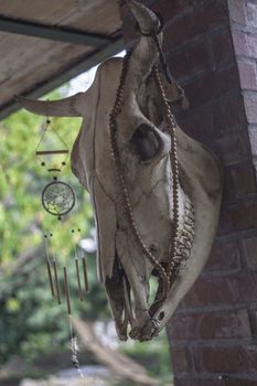 Cow skull hung as a decorative element