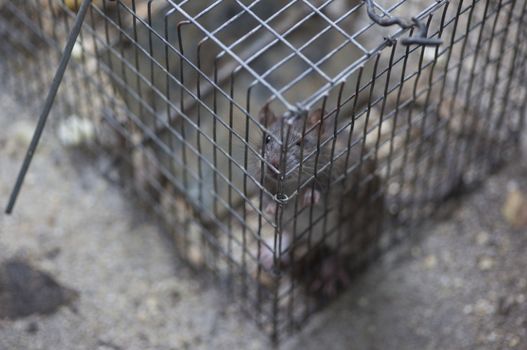 Rat in a trap cage in countryside