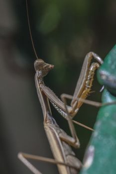 Praying mantis, in nature in her natural habitat