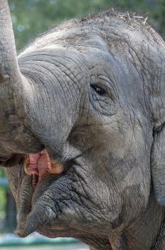 Close up image of an elephant face.