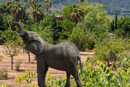 African elephant in the savannah. Safari - tour in Kenya. Wild animals in the natural habitat. The concept of exoticism, ecology and photography tourism