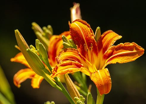 Orange crenelated day lily glows brightly in the sunshine.