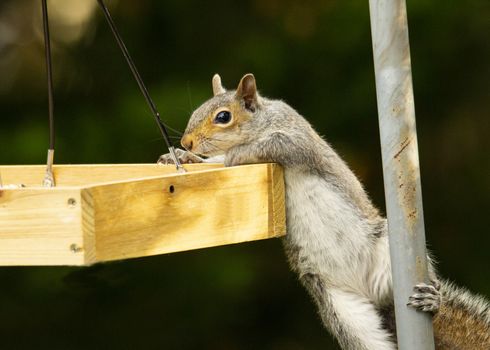 Squirrel attempts to move from pole to bird seed tray.