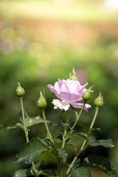 Roses in the garden, Roses are beautiful with a beautiful sunny day.