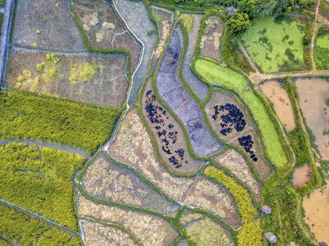 The bird's eye view of the rice field in the traditional Dong village of Zhaoxing in Guizhou, China.